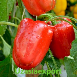 Sweet pepper